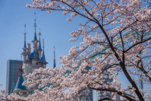HÀN QUỐC - KHÁM PHÁ XỨ SỞ KIM CHI: SEOUL - ĐẢO NAMI - CÔNG VIÊN EVERLAND - LÀNG CỔ HANOK BUKCHON- CÔNG VIÊN HOA ANH ĐÀO YEOUIDO