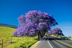 TRẢI NGHIỆM DU LỊCH ÚC 7 NGÀY TẾT 2025 (Bay Vietjet Air)